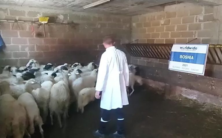 Qurban Bosnia 2021